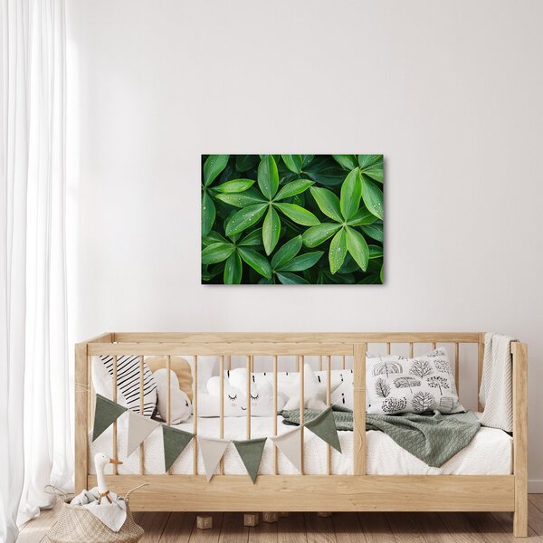 Obraz - Listy s kvapkami rosy (70x50 cm)
