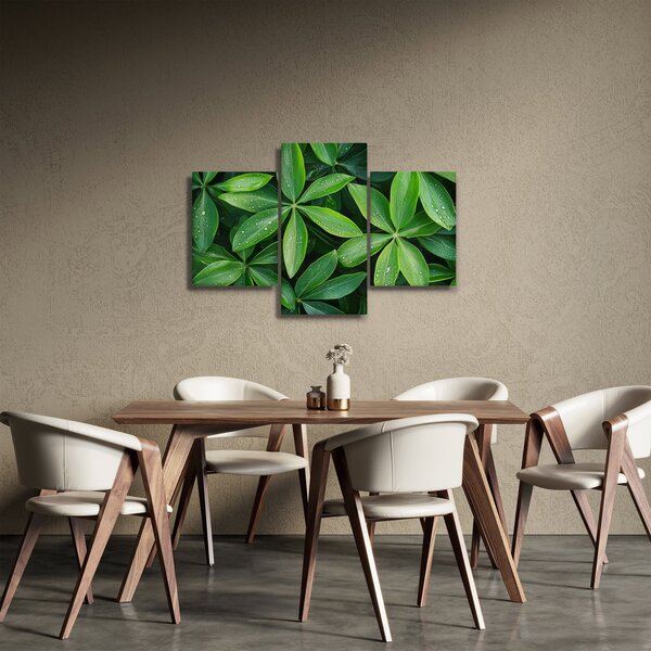 Obraz - Listy s kvapkami rosy (90x60 cm)