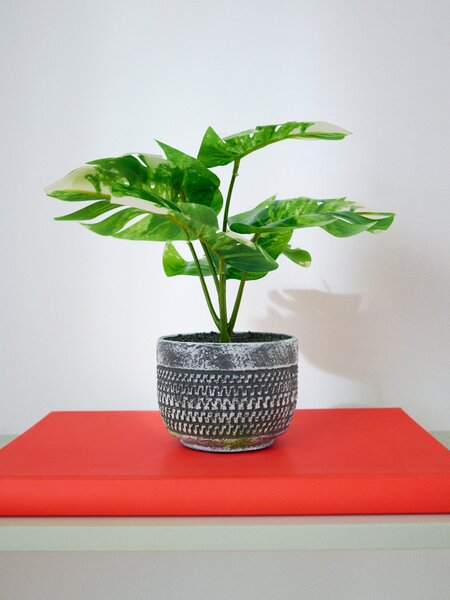 Sinsay - Okrasná rastlina v kvetináči – monstera - zelená