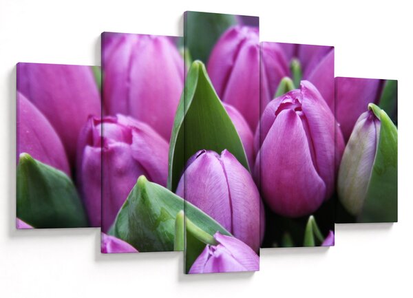 Obraz - kvety tulipánov (150x105 cm)