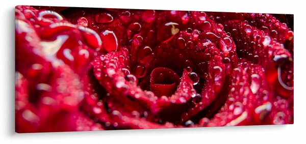 Obraz kvetu červenej ruže (120x50 cm)