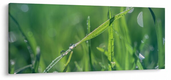 Obraz kvapiek rosy (120x50 cm)