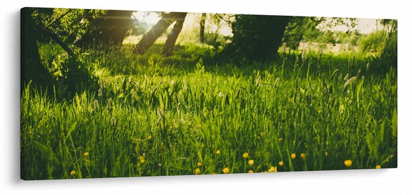 Obraz prírody - lúka (120x50 cm)