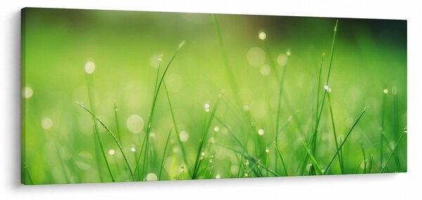 Obraz - rosa na tráve (120x50 cm)
