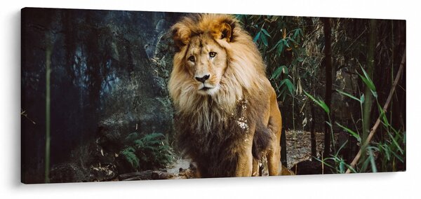 Obraz leva v prírode (120x50 cm)