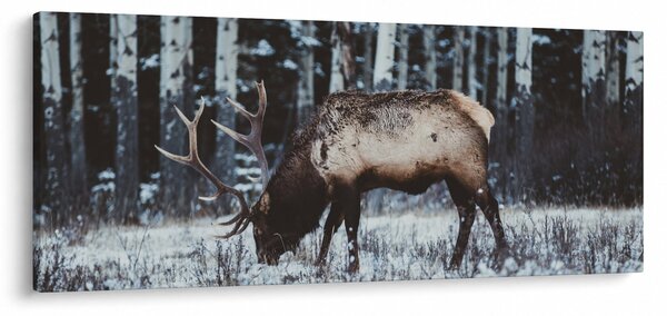 Obraz - jeleň v zime (120x50 cm)
