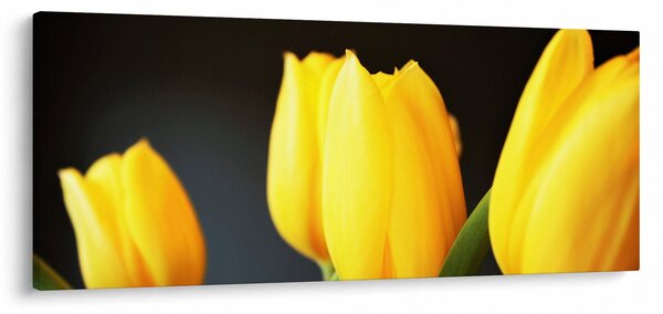 Obraz tulipánov (120x50 cm)