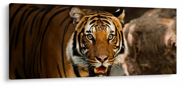 Obraz tigra (120x50 cm)