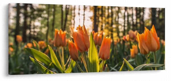 Obraz - kvety tulipánov (120x50 cm)