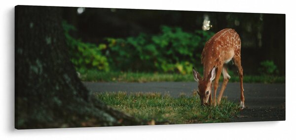 Obraz srnky (120x50 cm)