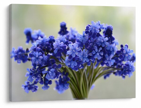 Obraz kytice modrých kvetov (70x50 cm)