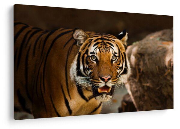 Obraz tigra (90x60 cm)