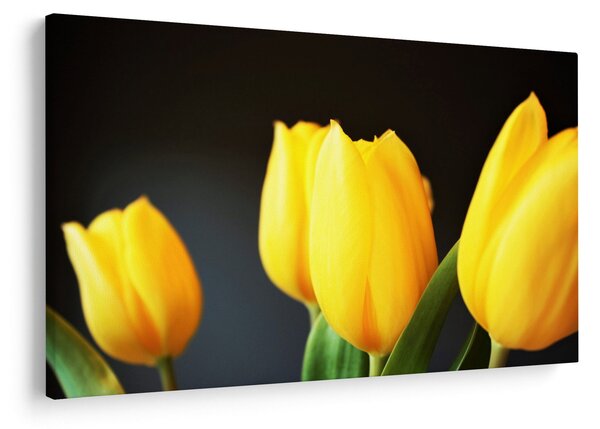 Obraz tulipánov (90x60 cm)