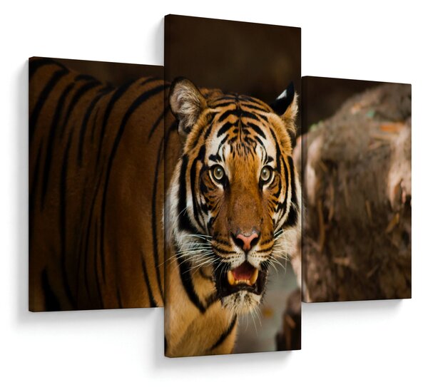 Obraz tigra (90x60 cm)