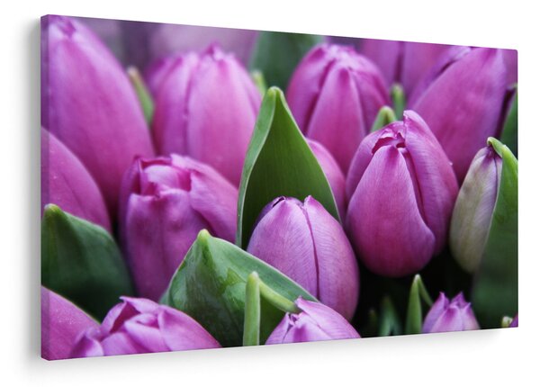 Obraz - kvety tulipánov (90x60 cm)