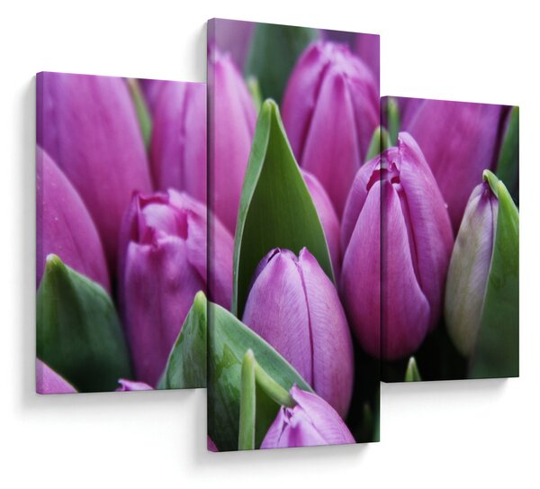 Obraz - kvety tulipánov (90x60 cm)