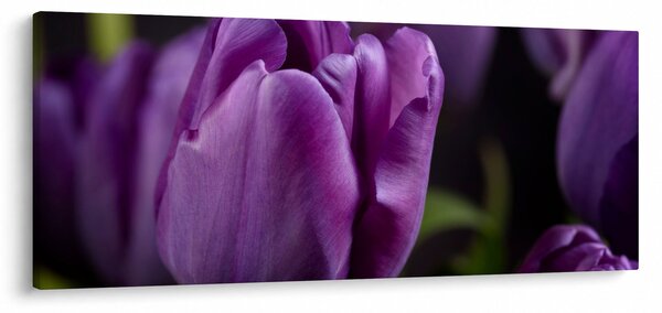 Obraz kvetov tulipánov (120x50 cm)