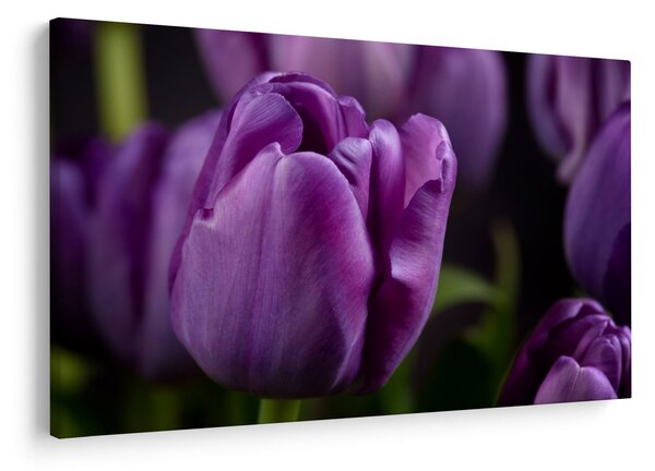 Obraz kvetov tulipánov (90x60 cm)