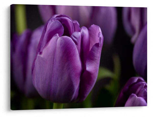 Obraz kvetov tulipánov (70x50 cm)