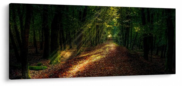 Obraz lesnej cesty (120x50 cm)