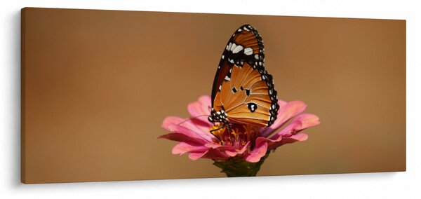 Obraz motýľa na kvetine (120x50 cm)