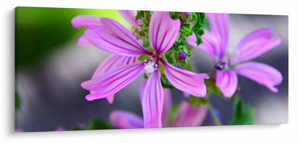 Detailný obraz kvetiny (120x50 cm)