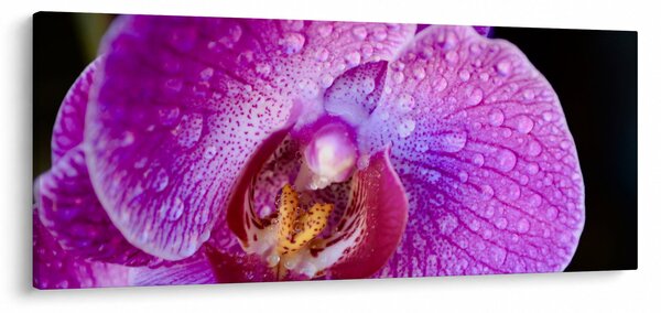 Detailný obraz kvetu orchidey (120x50 cm)