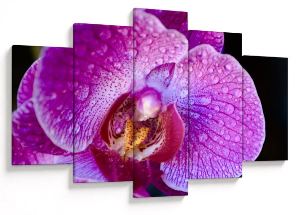 Detailný obraz kvetu orchidey (150x105 cm)