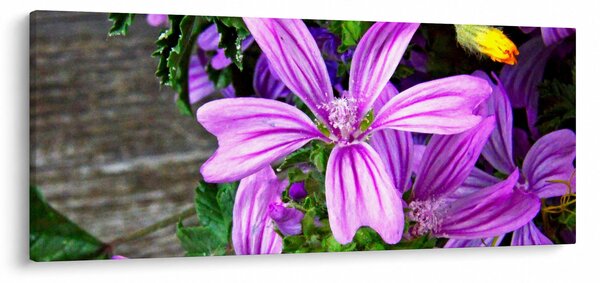 Obraz - lúčne kvety (120x50 cm)