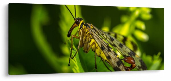 Obraz hmyzu (120x50 cm)