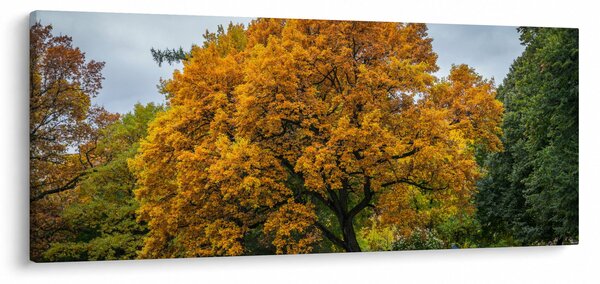 Obraz stromu (120x50 cm)