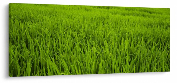 Obraz trávy (120x50 cm)