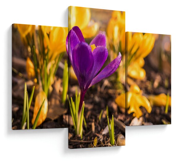 Obraz fialovej kvetiny (90x60 cm)