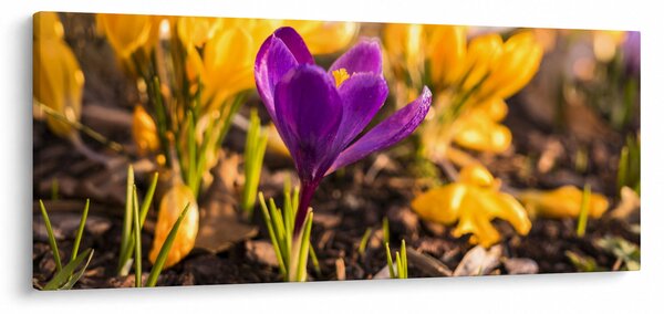 Obraz fialovej kvetiny (120x50 cm)