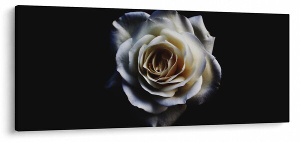 Obraz bielej ruže (120x50 cm)