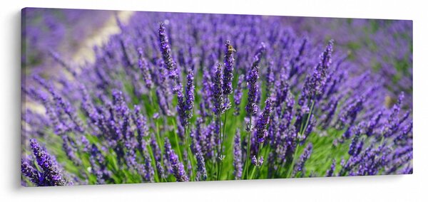 Obraz - levanduľa (120x50 cm)