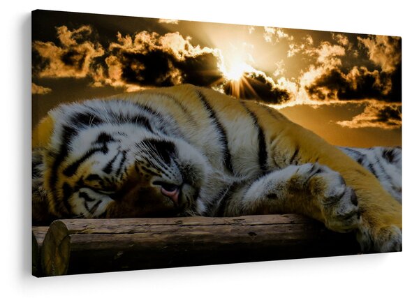 Obraz spiaceho tigra (90x60 cm)