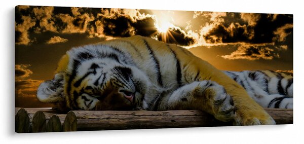 Obraz spiaceho tigra (120x50 cm)