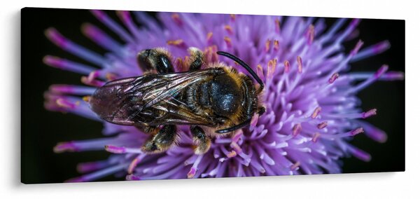 Obraz včely na kvetine (120x50 cm)