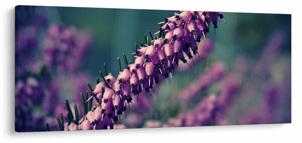 Obraz levandule (120x50 cm)