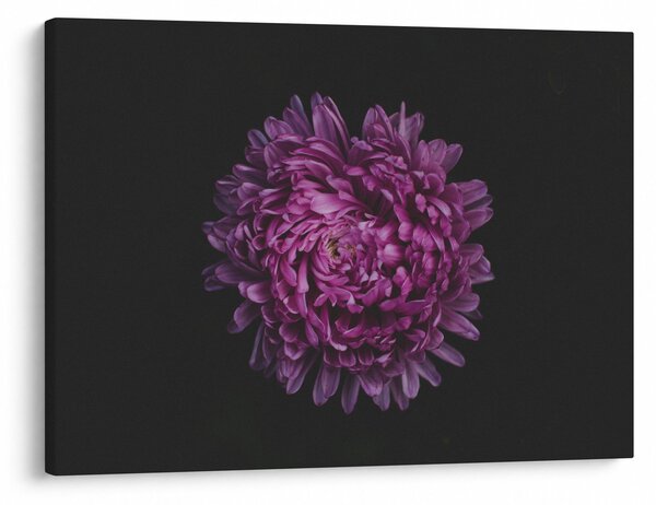 Obraz fialovej kvetiny (70x50 cm)