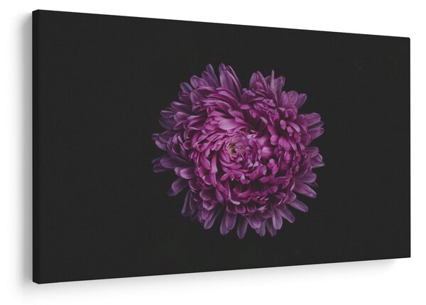 Obraz fialovej kvetiny (90x60 cm)