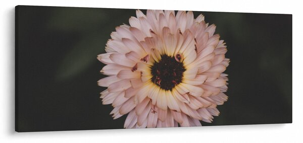 Obraz oranžovej kvetiny (120x50 cm)