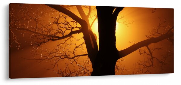 Obraz stromu pri západe slnka (120x50 cm)