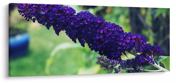 Obraz modrej kvetiny (120x50 cm)