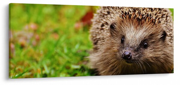 Obraz ježka (120x50 cm)