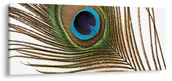 Obraz pávieho peria (120x50 cm)