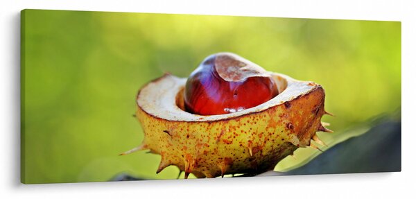 Obraz gaštanov (120x50 cm)