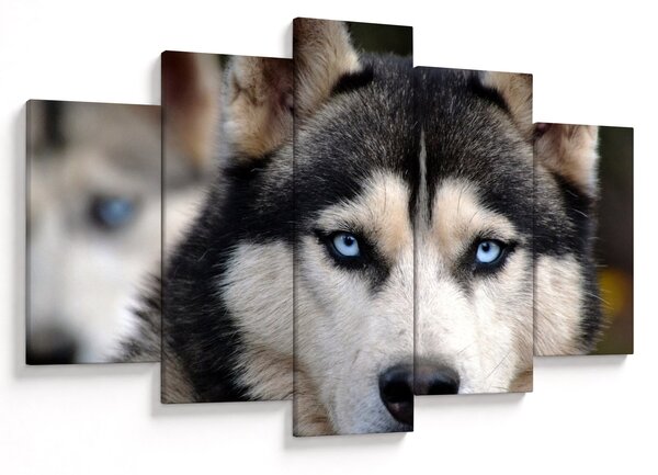 Obraz psa husky (150x105 cm)
