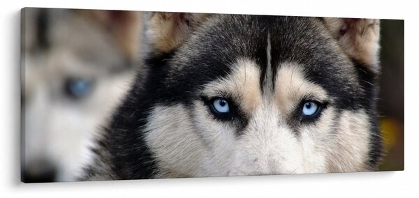 Obraz psa husky (120x50 cm)
